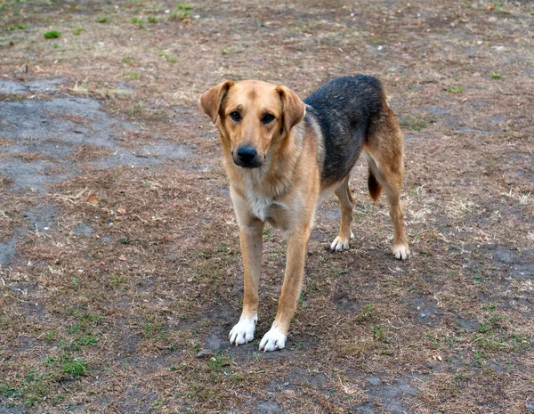 stock image Stray dog in the park