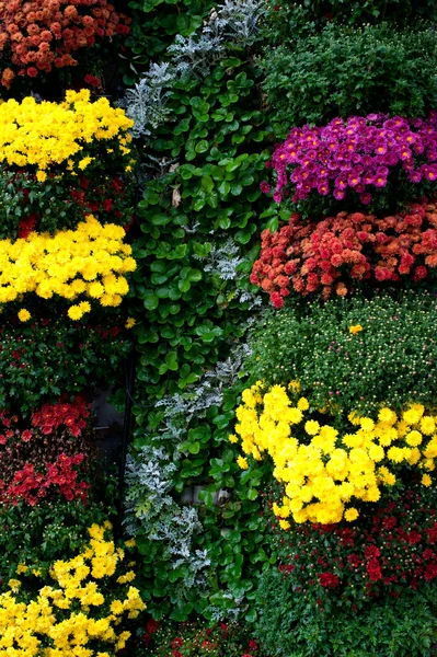 Colorful chrysanthemums growing in the garden — Stock Photo, Image