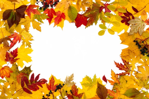 秋天的叶子是不同的 — 图库照片