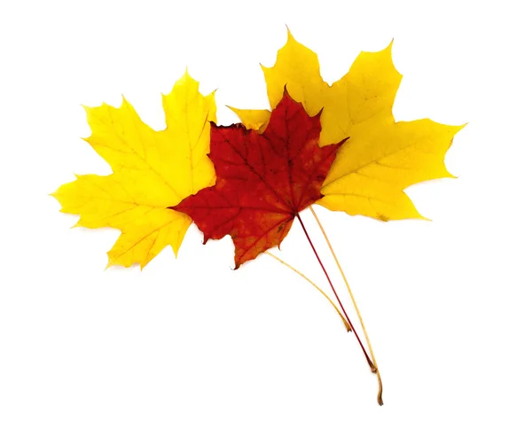 Schöne Herbst Ahornblatt isoliert auf weißem Hintergrund — Stockfoto