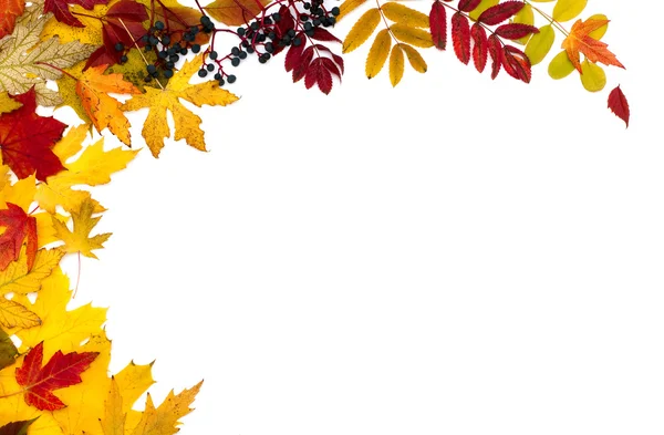 Las hojas de otoño son diferentes — Foto de Stock