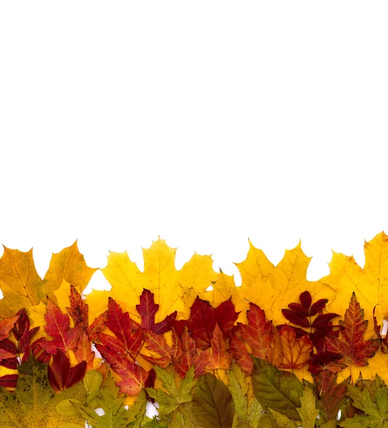Las hojas de otoño son diferentes — Foto de Stock