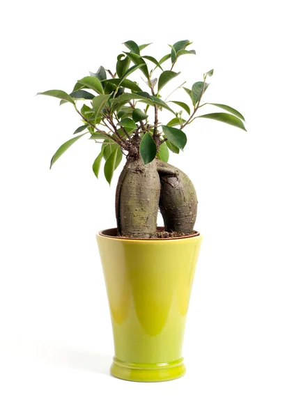 stock image Ficus benjamina isolated