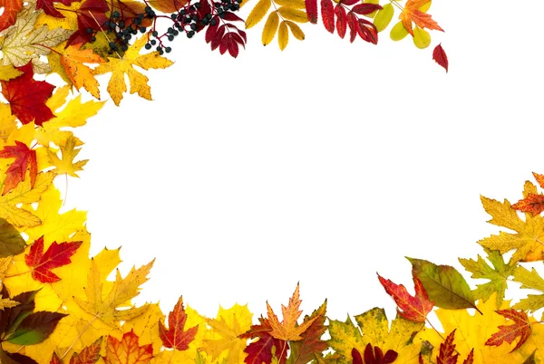 Herbstlaub ist anders — Stockfoto