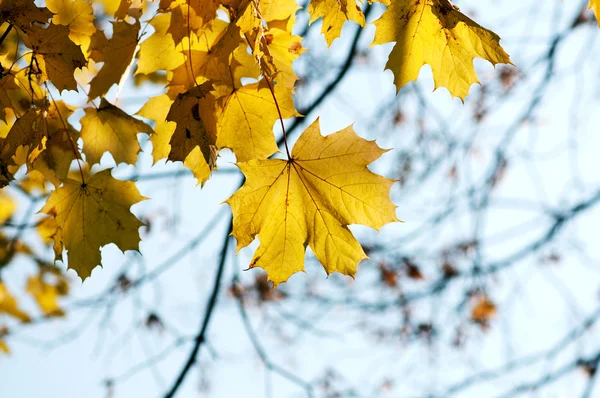 Sonbahar orman dallarında sarı yapraklarda. — Stok fotoğraf