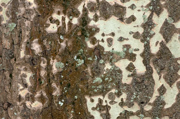 Παλιά ραγισμένη λεύκας φλοιός υφή της επιφάνειας — Φωτογραφία Αρχείου