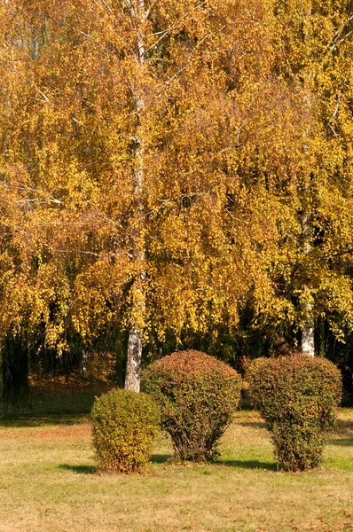 Autumn landscape. Yellow birch tree in the park — Stok fotoğraf