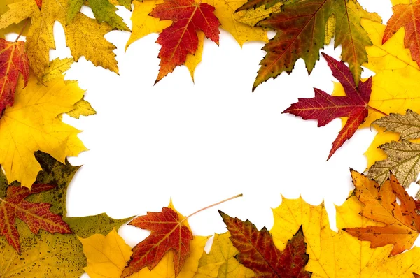 秋天的叶子的帧 — 图库照片