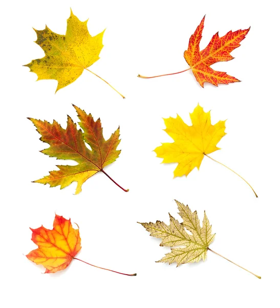 秋天的树叶被隔绝在白色背景上的集合 — 图库照片