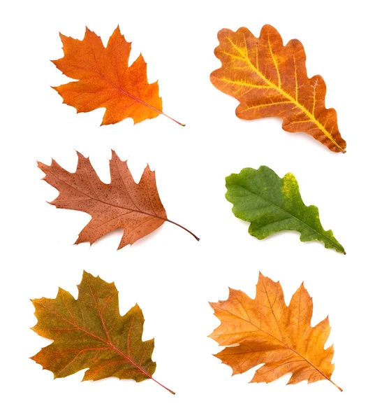 Collection autumn leaves of oak isolated on white background — Stock Photo, Image