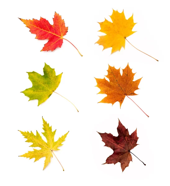 秋天的树叶被隔绝在白色背景上的集合 — 图库照片