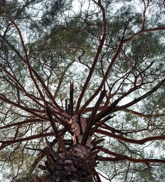 푸른 하늘을 배경으로 한 소나무 — 스톡 사진