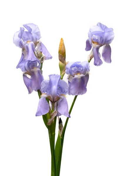 Violette Schwertlilien — Stockfoto