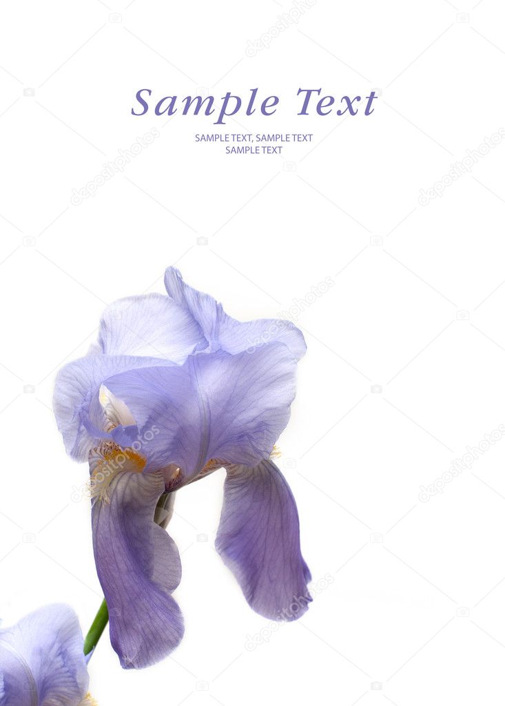 Beautiful spring flowers irises on a white background