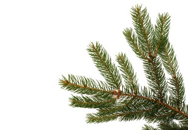 Fir tree branch on a white background clipart