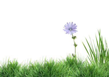 Wild Flower On Green Grass clipart