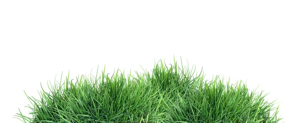 Grønt gress på hvitt – stockfoto