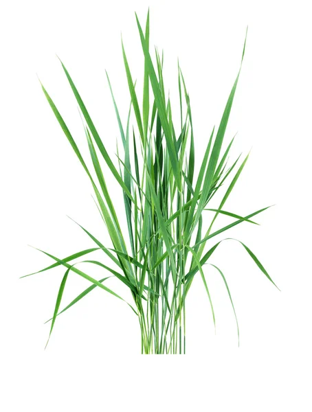 Green Grass On White — Stock Photo, Image