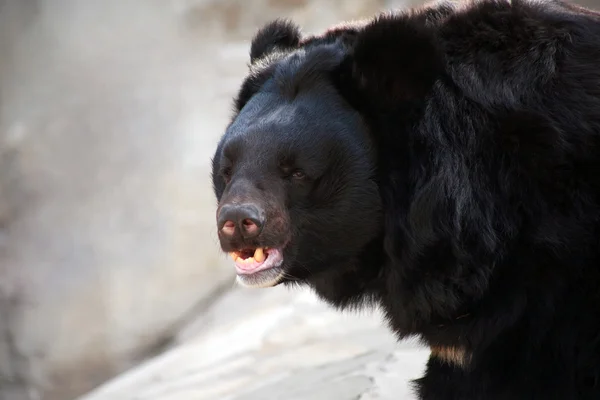 Гималайский медведь — стоковое фото