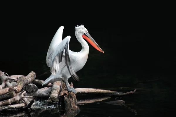 Pelican su nero — Foto Stock