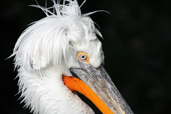 Pelikanen på svart — Stockfoto