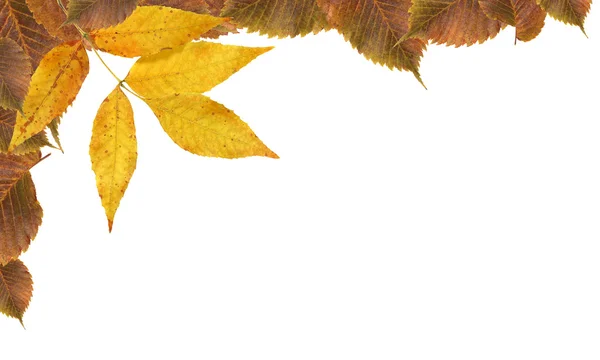 Herbstlaubgrenze — Stockfoto