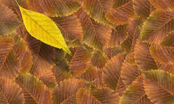 Automne feuilles fond — Photo