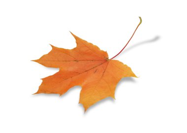 Fall Maple Leaf clipart