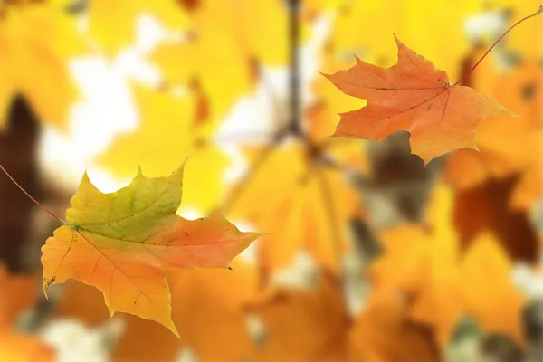Outono dourado — Fotografia de Stock