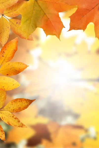 Goldener Herbstrahmen — Stockfoto