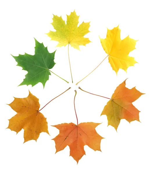Maple Leaves Transformation — Stock Photo, Image