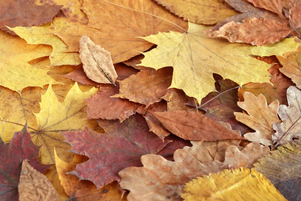 Hintergrund der trockenen Blätter — Stockfoto