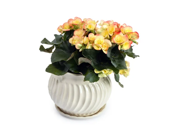 Begonia en pot de fleurs — Photo