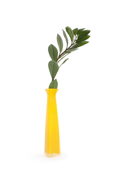 Foglie verdi ramo in vaso — Foto Stock