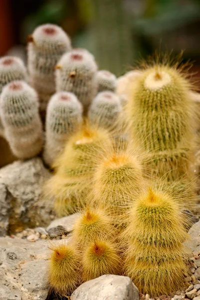 stock image Cactus