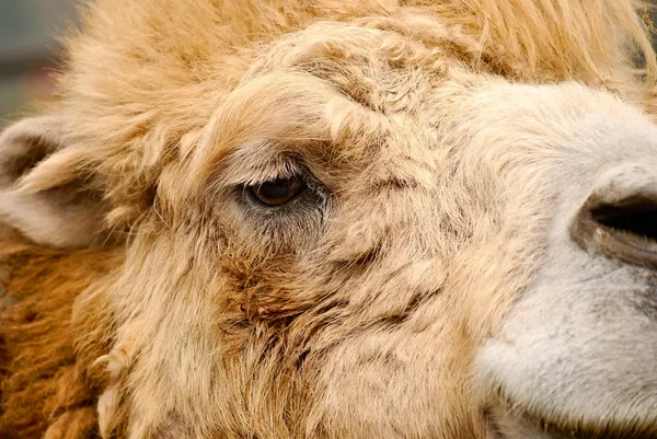 Портрет верблюда — стоковое фото
