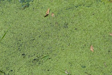 Duckweed