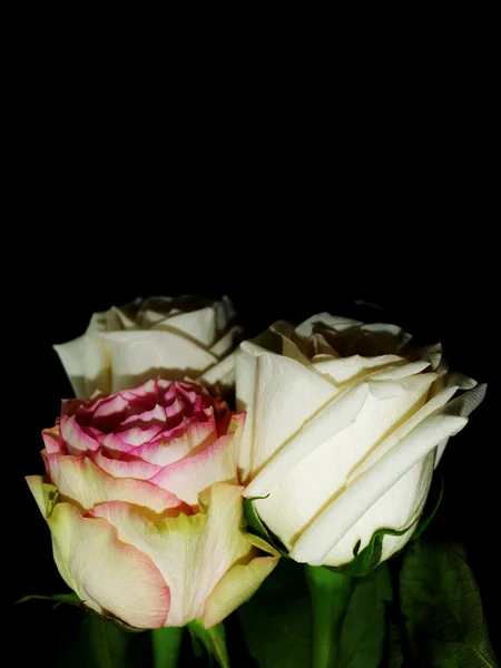 3 троянд — стокове фото