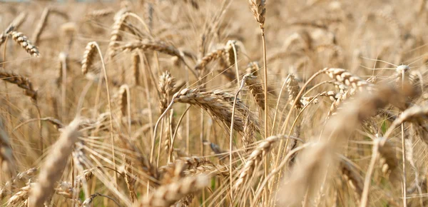 stock image Wheat close-up on the field.