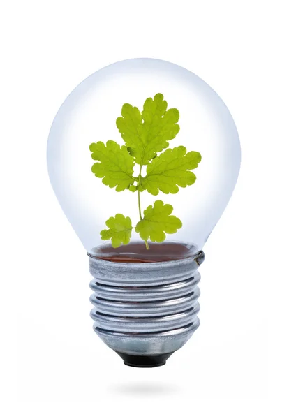 Light bulb with leaves inside. — Stock Photo, Image