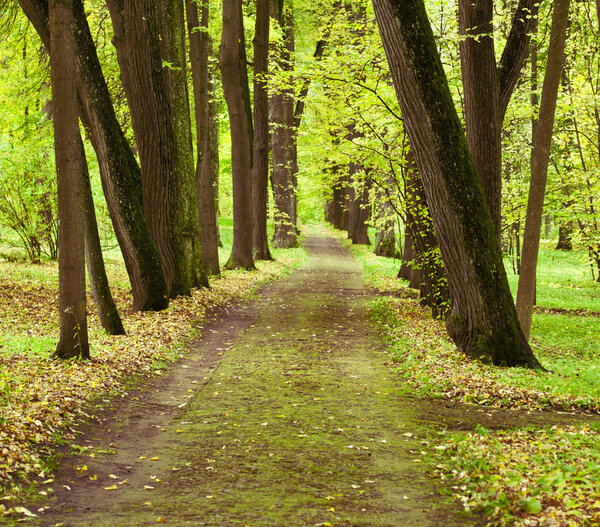 Avenue of trees in autumn park. landscape