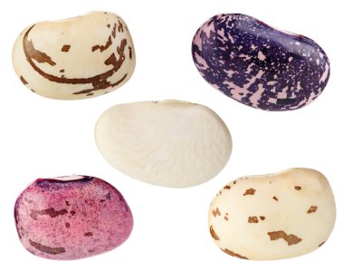 Phaseolus vulgaris beans set isolated on white clipart