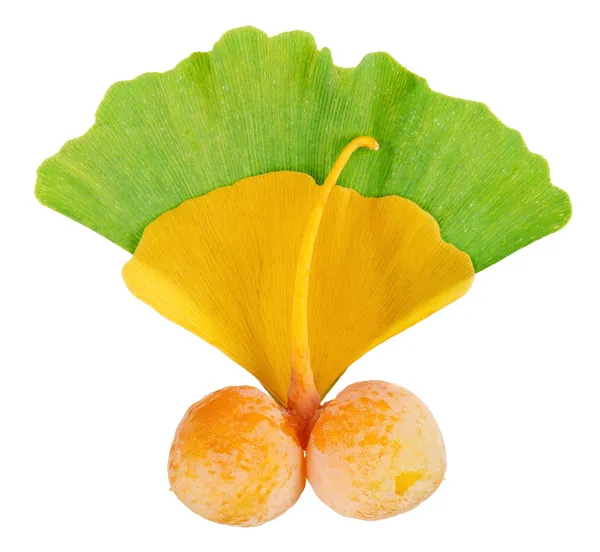 Ginkgo biloba owoce gałązka na liście makro na białym tle na biały, — Zdjęcie stockowe