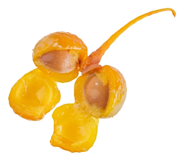 Ginkgo biloba ovoce průřez izolovaných na bílém, makro — Stock fotografie