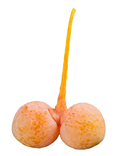 Ginkgo biloba gyümölcsök gally elszigetelt, felett fehér, makró — Stock Fotó