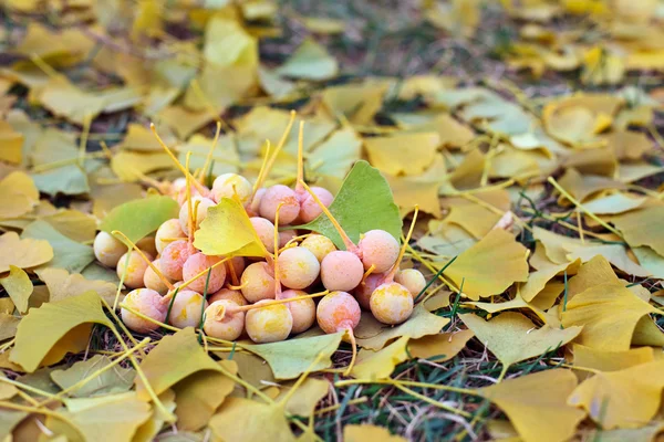 Ginkgo biloba meyve öbek ateş açık yapraklar üzerinde yalan — Stok fotoğraf