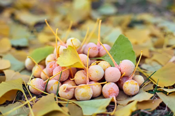 Ginkgo Biloba frutas montón acostado sobre hojas, tiro al aire libre — Foto de Stock