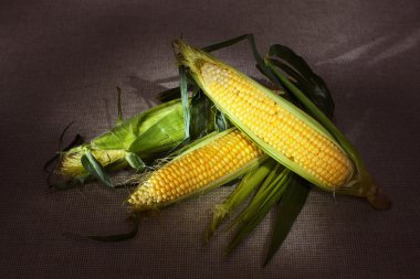 Still life with three indian corn ears on gray linen canvas clipart