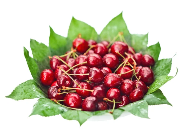 Muitos frutos de cereja molhados vermelhos (bagas) em folhas verdes em pl redondo — Fotografia de Stock