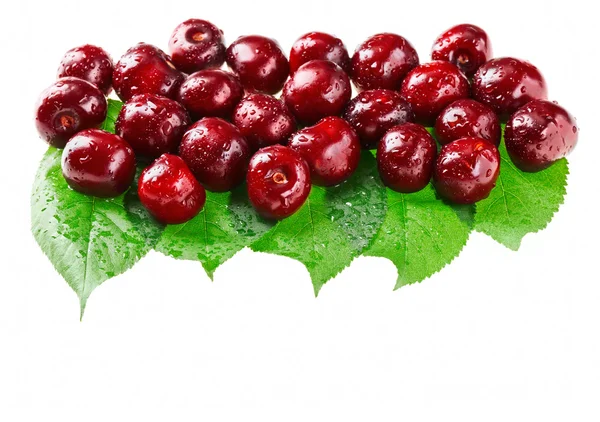 Mnoho červené mokré třešňový plody (bobule) na zelené listy, izolované w — Stock fotografie